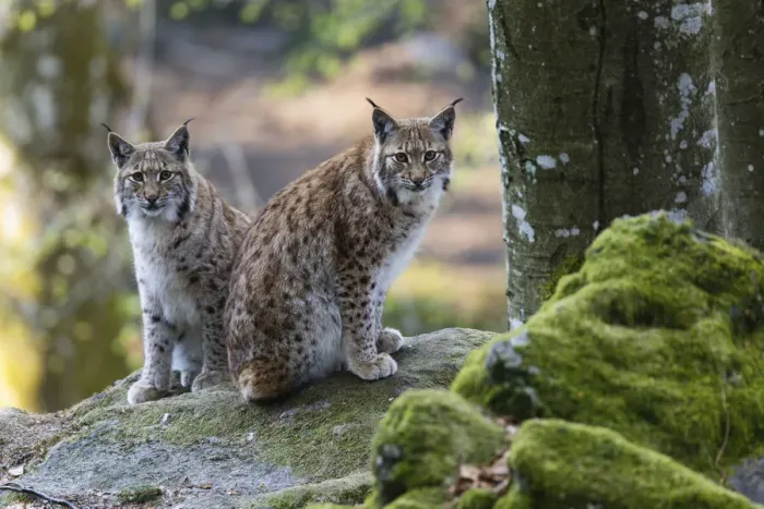 Framed Print : P2A0044. Eurasian Lynx - female with cub sitting on rock Framed Print : P2A0044. Eurasian Lynx - female with cub sitting on rock