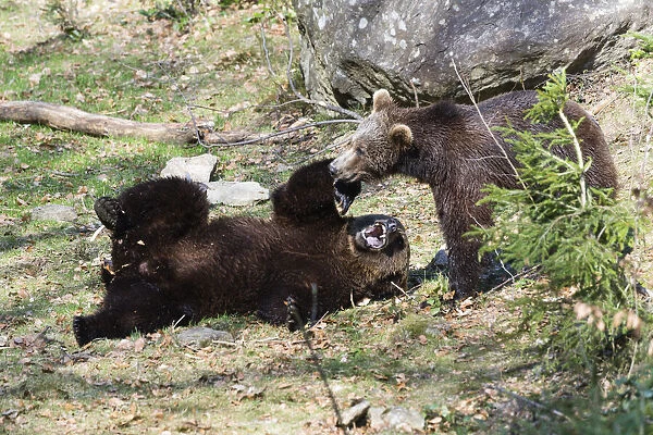 P2A0096. Eropean Brown Bear - two young bears playing, Bavarian Forest, Germany Date