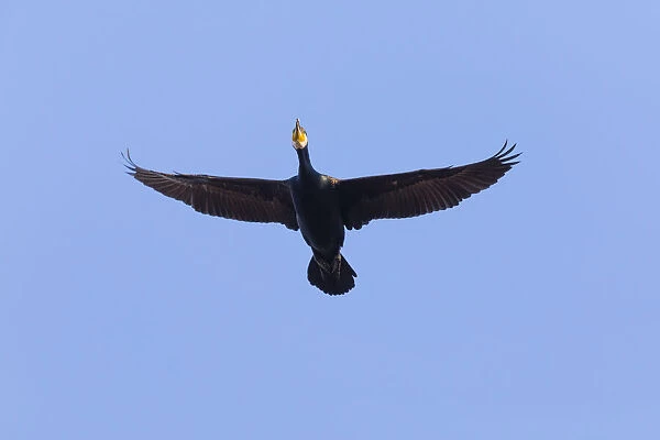 P2A0135. Cormorant - in flight, Island of Texel, Holland Date: 11-Feb-19