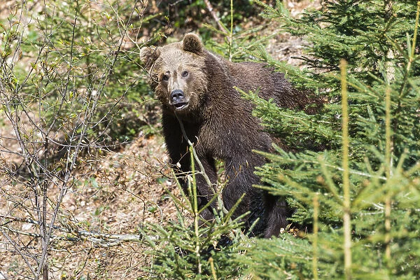 P2A0144. Eropean Brown Bear - peering from between vegetation