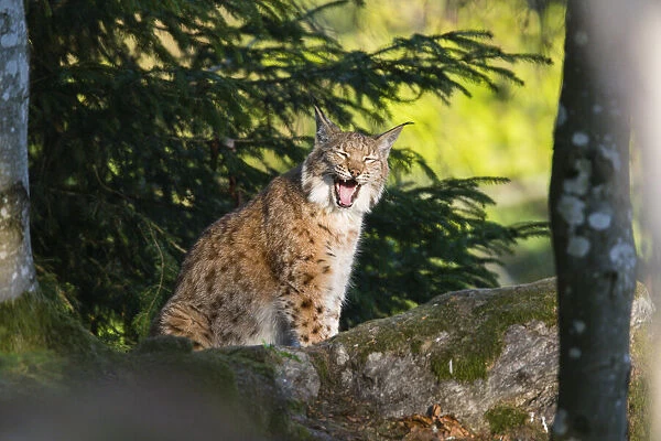 P2A0232. Eurasian Lynx - sitting and yawning, Bavarian Forest, Germany Date: 11-Feb-19