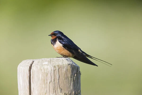P2A0265. Barn Swallow - perched on post, being bitten by a mosquito