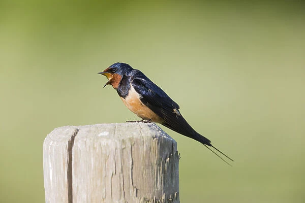 P2A0269. Barn Swallow - perched on post singing