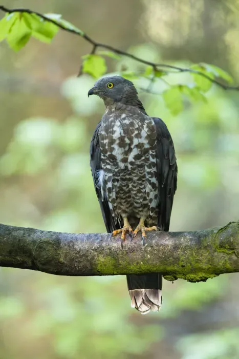 Framed Print : P2A0816. Western Honey Buzzard - male perched on a branch, Germany Date: 11-Feb-19 Framed Print : P2A0816. Western Honey Buzzard - male perched on a branch, Germany Date: 11-Feb-19