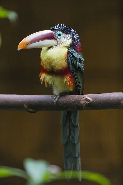 P2A1059. Curl - crested Aracari - native to the Amazon basin, perched on branch Date