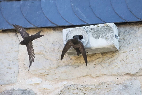 P2A1434. Common Swift - pair in front of artificial nesting box, Hessen Germany Date