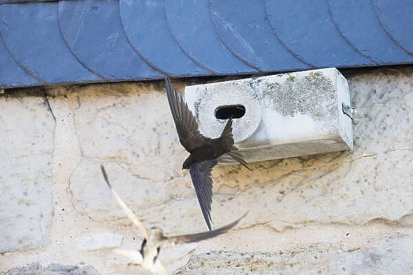 P2A1438. Common Swift - flying in front of artificial nesting box, Hessen Germany Date
