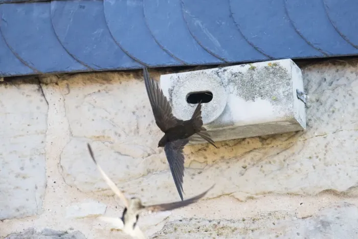Framed Print : P2A1438. Common Swift - flying in front of artificial nesting box, Hessen Germany Date Framed Print : P2A1438. Common Swift - flying in front of artificial nesting box, Hessen Germany Date