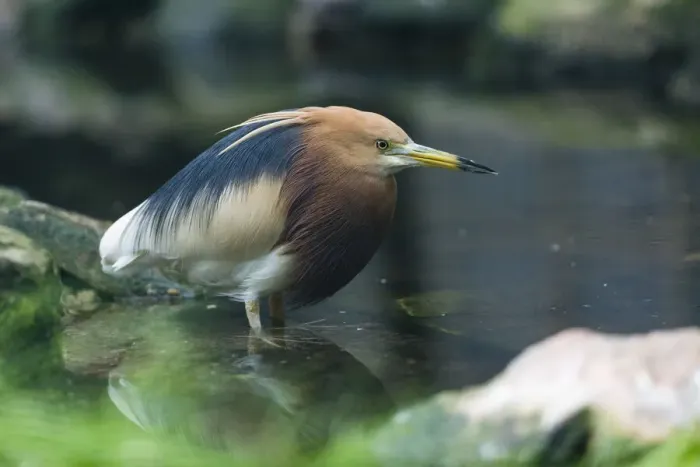 Framed Print : P2A1521. Javan pond-Heron - stalking fish in pond, native of Indochina Date: 11-Feb-19 Framed Print : P2A1521. Javan pond-Heron - stalking fish in pond, native of Indochina Date: 11-Feb-19