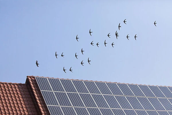 P2A1578. Common Swift - flock flying over house roof with solar panels