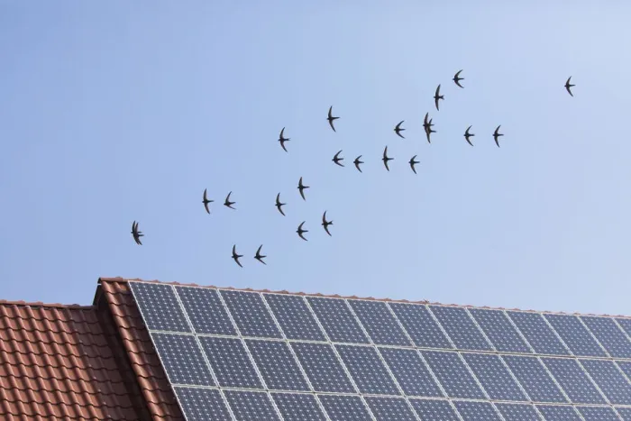 Framed Print : P2A1578. Common Swift - flock flying over house roof with solar panels Framed Print : P2A1578. Common Swift - flock flying over house roof with solar panels