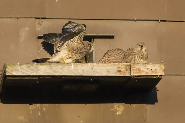 Framed Print : P2A1623. Kestrel / Common Kestrel - fledglings sitting in front of nestbox Framed Print : P2A1623. Kestrel / Common Kestrel - fledglings sitting in front of nestbox