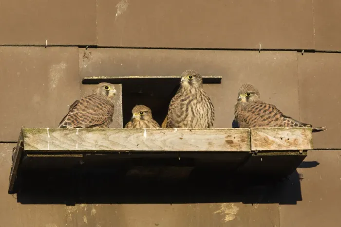 Framed Print : P2A1645. Kestrel / Common Kestrel - fledglings sitting in front of nestbox Framed Print : P2A1645. Kestrel / Common Kestrel - fledglings sitting in front of nestbox