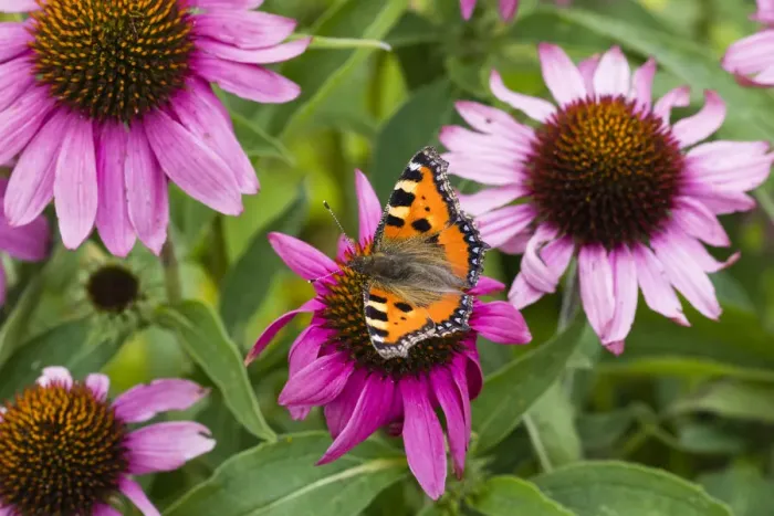 Framed Print : P2A1799. Small Tortoiseshell Butterfly - feeding on Rudbekia flowers in garden Framed Print : P2A1799. Small Tortoiseshell Butterfly - feeding on Rudbekia flowers in garden