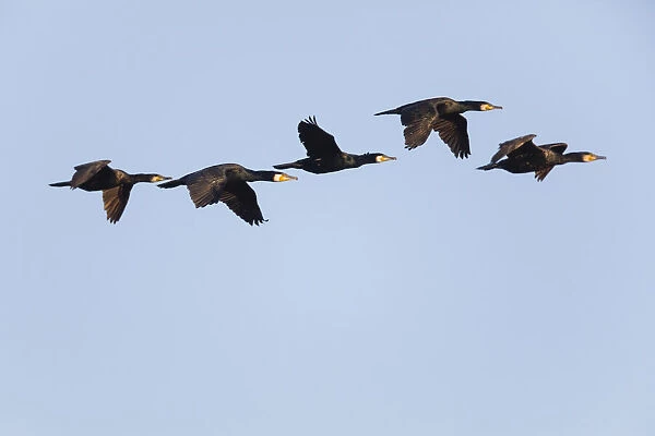 P2A1823. Cormorant - 5 birds in flight, Island of Texel, Holland Date: 11-Feb-19