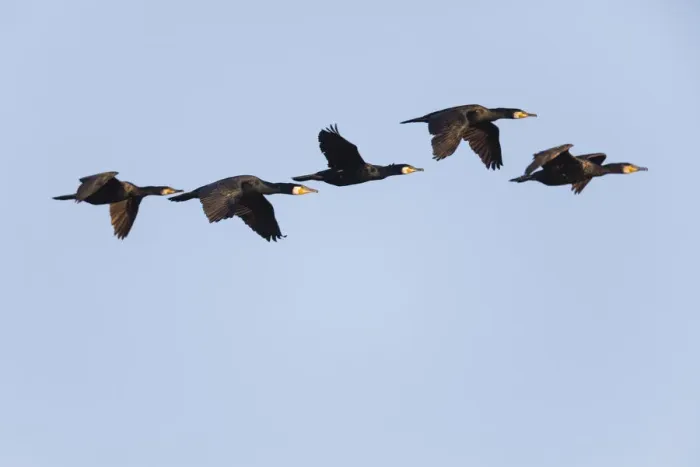 Framed Print : P2A1823. Cormorant - 5 birds in flight, Island of Texel, Holland Date: 11-Feb-19 Framed Print : P2A1823. Cormorant - 5 birds in flight, Island of Texel, Holland Date: 11-Feb-19