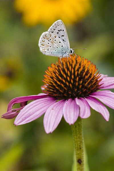 P2A1837. Common Blue - male butterfly feeding on Rudbekia flowers in garden