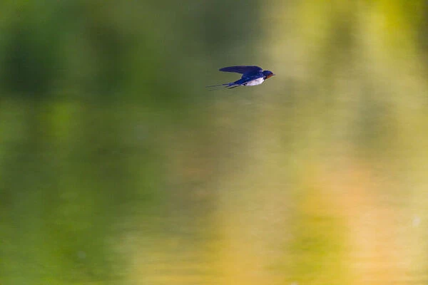 P2A1921. Barn Swallow - flying over lake, North Hessen, Germany Date: 11-Feb-19