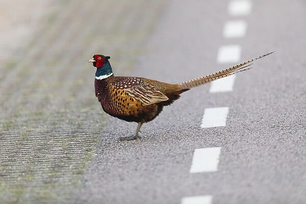 P2A1931. Common Pheasant - Cock walking across road, Island of Texel, The Netherlands Date