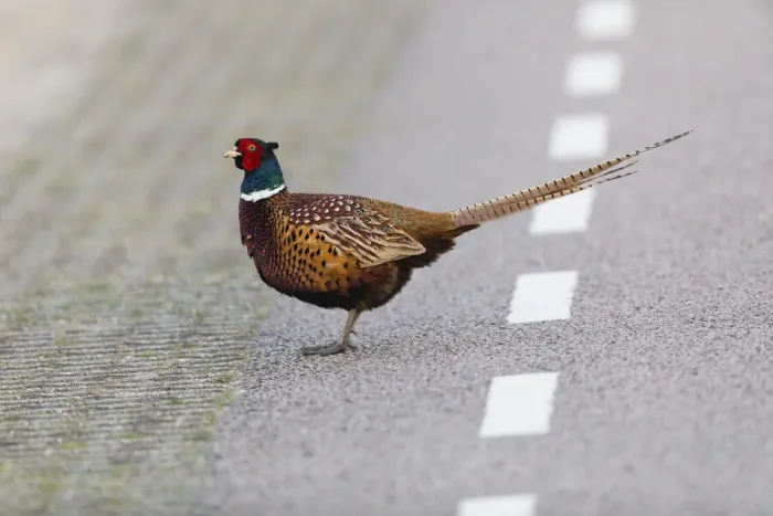 Framed Print : P2A1931. Common Pheasant - Cock walking across road, Island of Texel, The Netherlands Date Framed Print : P2A1931. Common Pheasant - Cock walking across road, Island of Texel, The Netherlands Date
