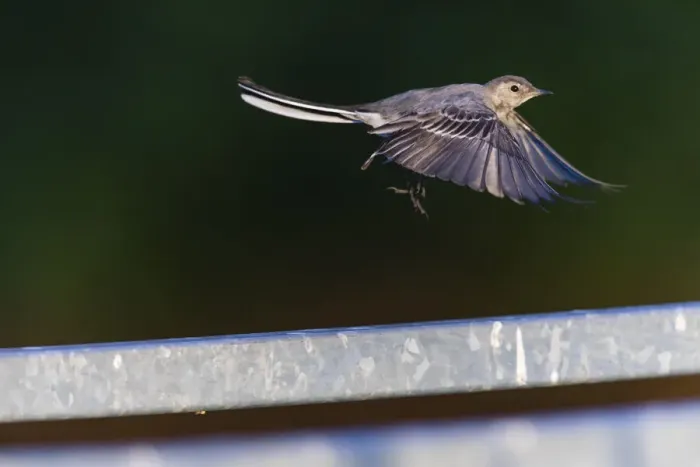 Framed Print : P2A2043. White Wagtail - juvenile in flight, taking off Framed Print : P2A2043. White Wagtail - juvenile in flight, taking off