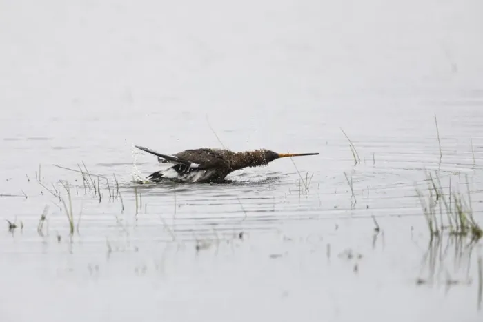 Framed Print : P2A2643. Black - tailed Godwit - taking a bath in a lagoon Framed Print : P2A2643. Black - tailed Godwit - taking a bath in a lagoon