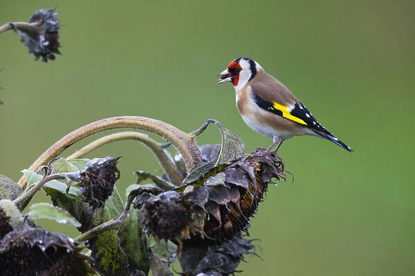 P2A4275. Goldfinch - feeding on sunflower seeds, North Hessen, Germany Date: 11-Feb-19