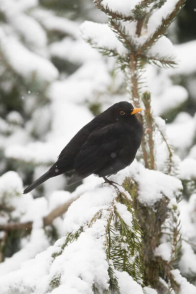 P2A4333. Blackbird - male perched in snow covered fir tree