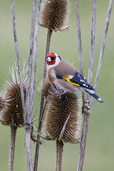 P2A4557. Goldfinch - feeding on teasel seeds, North Hessen, Germany Date: 11-Feb-19