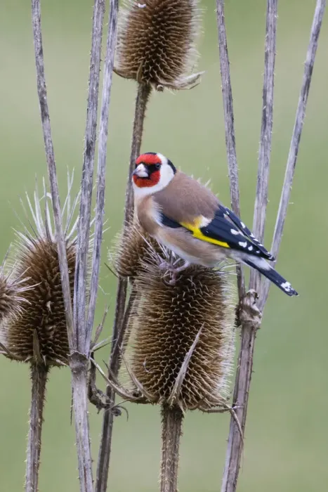 Framed Print : P2A4557. Goldfinch - feeding on teasel seeds, North Hessen, Germany Date: 11-Feb-19 Framed Print : P2A4557. Goldfinch - feeding on teasel seeds, North Hessen, Germany Date: 11-Feb-19