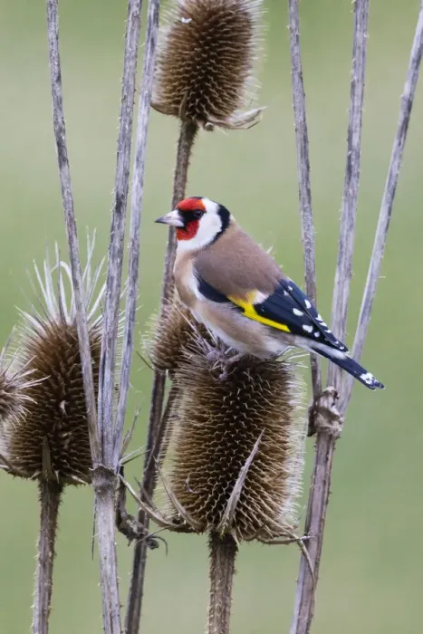 Framed Print : P2A4563. Goldfinch - feeding on teasel seeds, North Hessen, Germany Date: 11-Feb-19 Framed Print : P2A4563. Goldfinch - feeding on teasel seeds, North Hessen, Germany Date: 11-Feb-19
