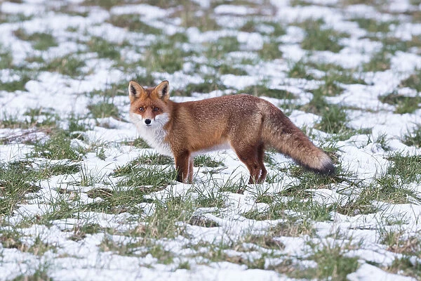 P2A4578. Red Fox - alert on snow covered field, North Hessen, Germany Date: 11-Feb-19