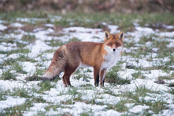 P2A4599. Red Fox - alert on snow covered field, North Hessen, Germany Date: 11-Feb-19
