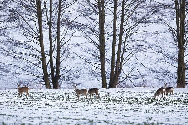 P2A4625. Roe Deer - animals feeding on snow covered field, North Hessen, Germany Date