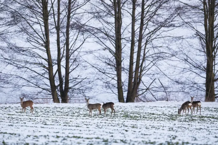 Framed Print : P2A4625. Roe Deer - animals feeding on snow covered field, North Hessen, Germany Date Framed Print : P2A4625. Roe Deer - animals feeding on snow covered field, North Hessen, Germany Date