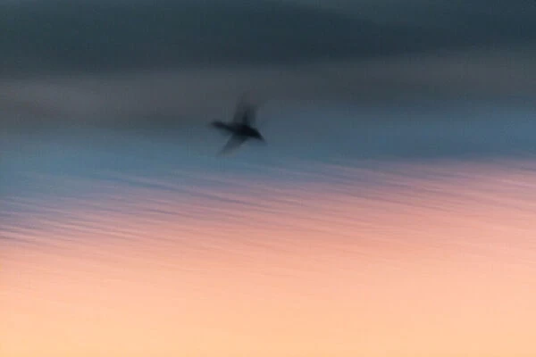 P2A4653. Northern Shoveler - drake in flight over lagoon at dusk