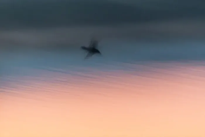Framed Print : P2A4653. Northern Shoveler - drake in flight over lagoon at dusk