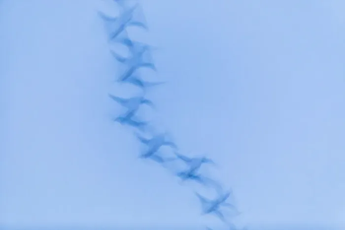 Framed Print : P2A4678. Greylag goose - blurred impression of birds flying at dusk Framed Print : P2A4678. Greylag goose - blurred impression of birds flying at dusk