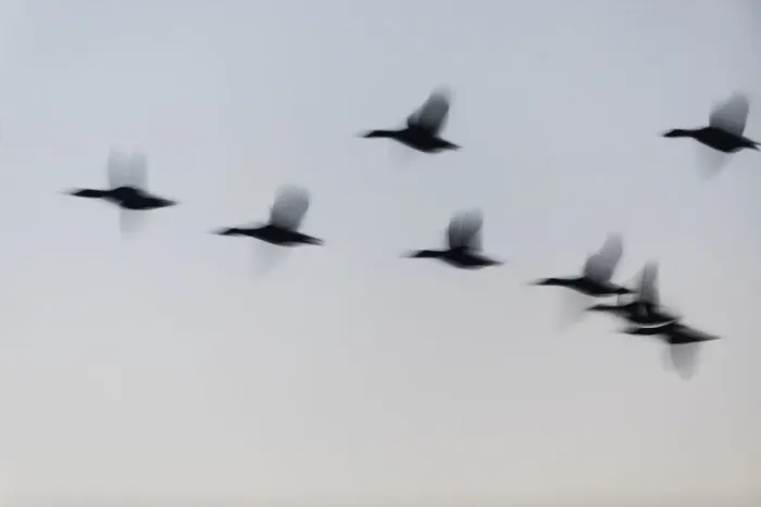 Framed Print : P2A4683. Mallard Duck - silhouette of flock flying at dusk Framed Print : P2A4683. Mallard Duck - silhouette of flock flying at dusk