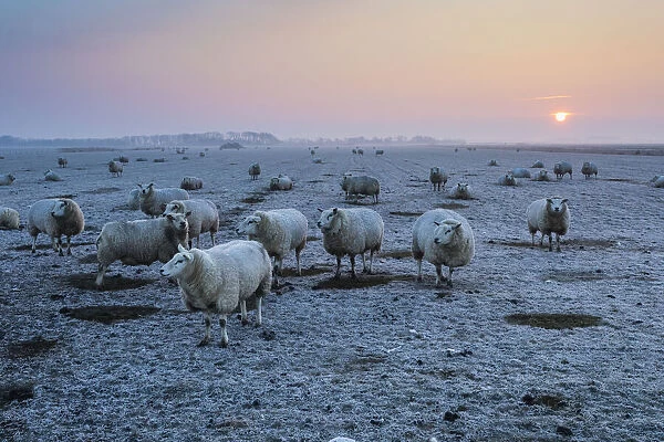 P2A4742. Texel Sheep - flock on frost covered pasture at dawn in winter