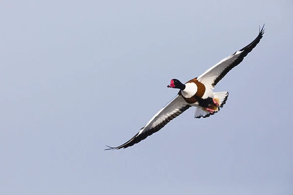 P2A4836. Shelduck - adult male in flight, Island of Texel, The Netherlands Date: 11-Feb-19