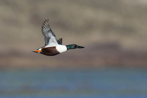 P2A4870. Northern Shoveler - drake in flight, Island of Texel, The Netherlands Date