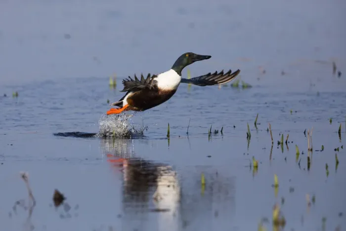 Framed Print : P2A4904. Northern Shoveler - drake in flight taking off Framed Print : P2A4904. Northern Shoveler - drake in flight taking off