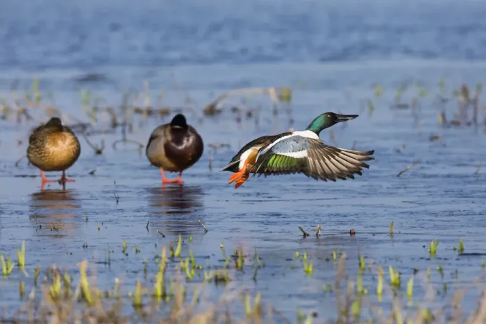 Framed Print : P2A5023. Northern Shoveler - drake in flight taking off Framed Print : P2A5023. Northern Shoveler - drake in flight taking off