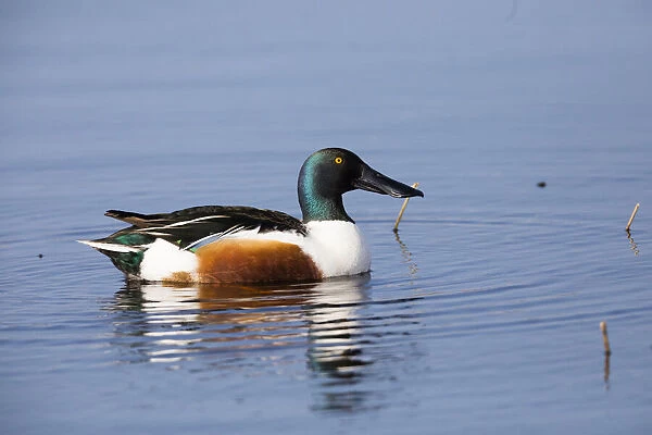 P2A5072. Northern Shoveler - drake resting on lake, Island of Texel, The Netherlands Date