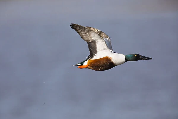 P2A5104. Northern Shoveler - drake in flight, Island of Texel, The Netherlands Date