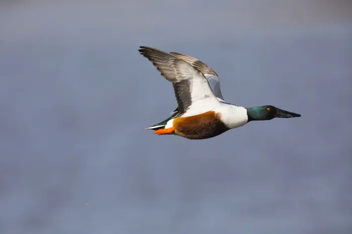 Framed Print : P2A5104. Northern Shoveler - drake in flight, Island of Texel, The Netherlands Date Framed Print : P2A5104. Northern Shoveler - drake in flight, Island of Texel, The Netherlands Date
