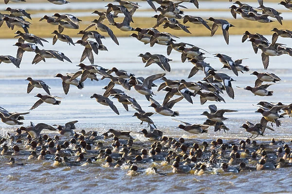 P2A6090. Widgeon - flock landing on lake in winter, Island of Texel, The Netherlands Date