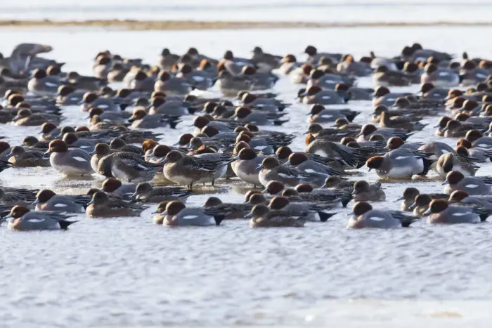 Framed Print : P2A6155. Widgeon - flock on lake in winter, Island of Texel, The Netherlands Date Framed Print : P2A6155. Widgeon - flock on lake in winter, Island of Texel, The Netherlands Date