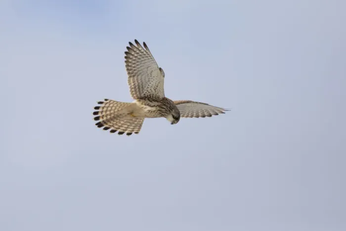Framed Print : P2A6260. Kestrel - female hovering searching for prey, North Hessen, Germany Date Framed Print : P2A6260. Kestrel - female hovering searching for prey, North Hessen, Germany Date
